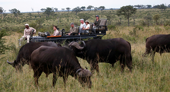 עדר באפלו בקרוגר פארק, דרום אפריקה