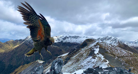 Avishai Futerman's award winning photo