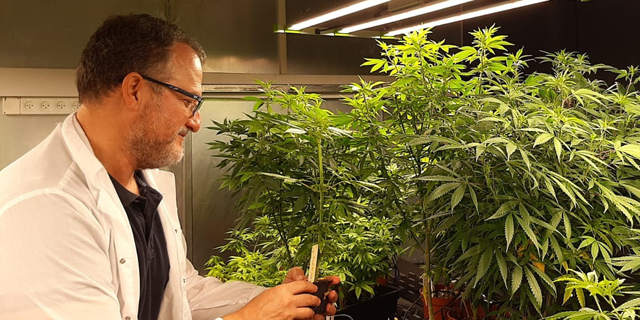 CanBreed secures patent for editing medical cannabis seeds