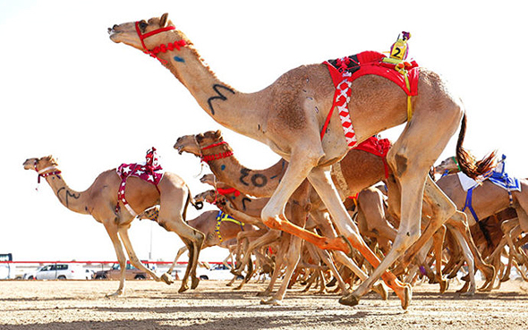 מרוץ גמלים בדובאי, צילום: dubai confidential