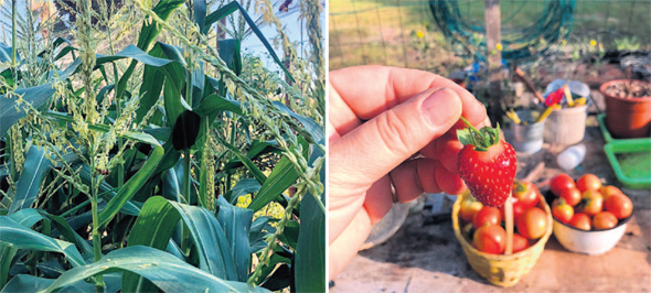 תות עגבניות ותירס שגדלים בגינתה של בילי הראל