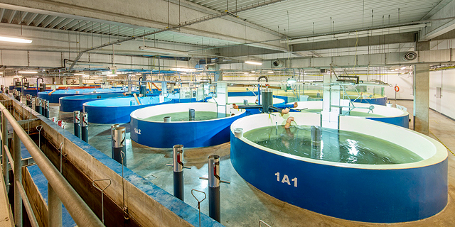 Israel’s AquaMaof signs &#036;90 million deal to bring its indoor fish growing tech to Nevada