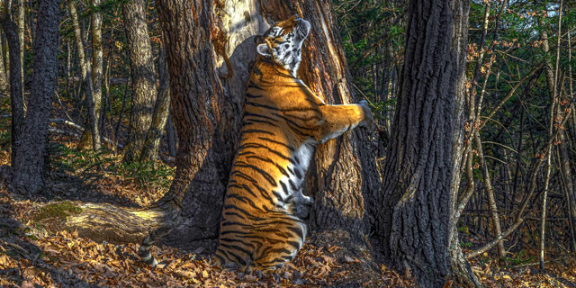 יופי טבעי: תמונות זוכות בתחרות צילומי חיות בר 