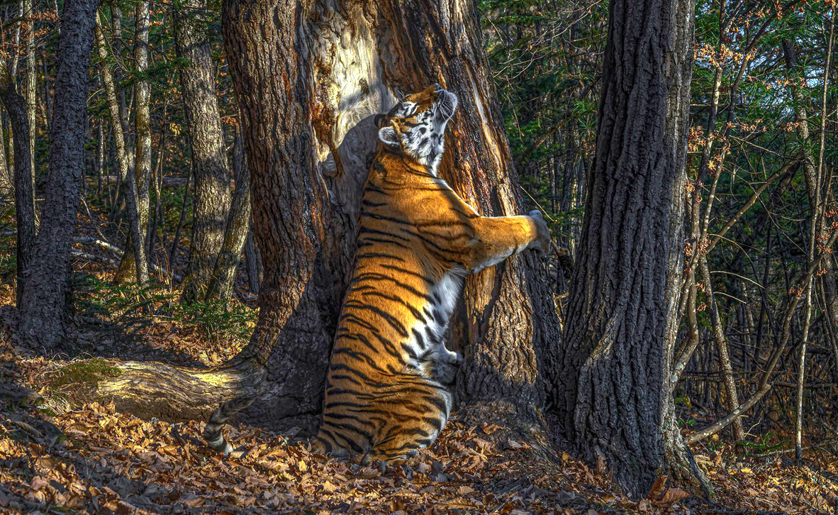 צילום: Sergey Gorshkov / Wildlife Photographer of the Year