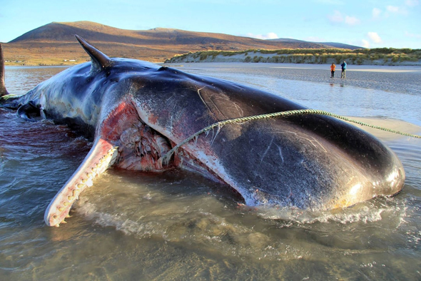 The deceased beached sperm whale washed up on Scottish shores. Photo: Scottish Marine Animal Strandings Scheme
