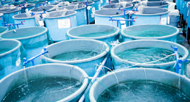 Aquaculture