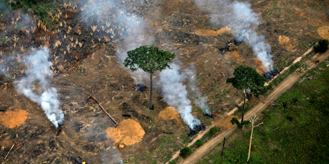 בירוא יערות באמזונס, צילום: רויטרס