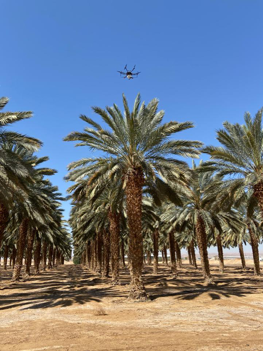 A Blue White Robotics drone pollinates date palms in the Arava region. Photo: Blue White Robotics