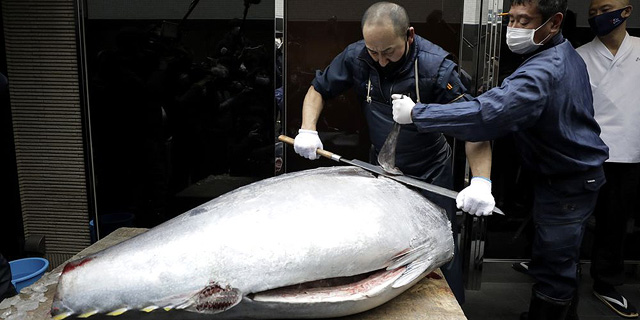 בעשירית המחיר: דג טונה במשקל של כ-200 ק&quot;ג נמכר ביפן ב-202 אלף דולר