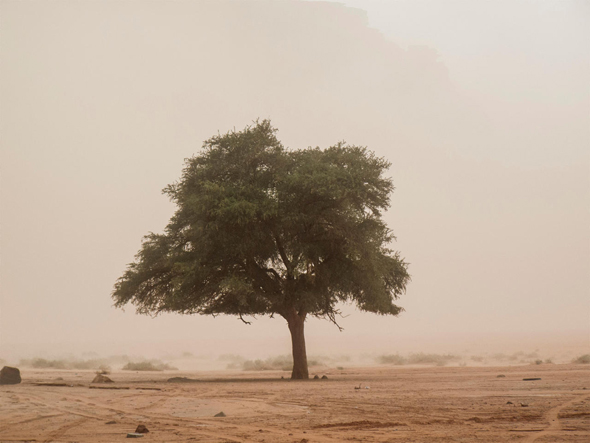חול סופה והעץ של לורנס של אייל סגל, צילום: אייל סגל
