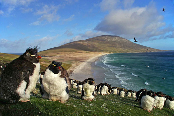 תראו כמה שהם חמודים, הפינגווינים האלה, צילום: Ben Tubby 