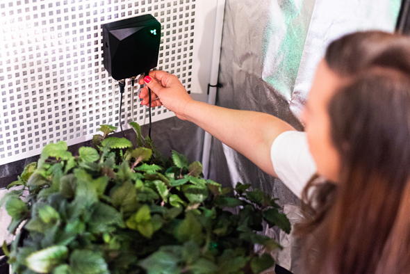 Growee's IoT solution makes urban farming smart and easy. Photo: Growee Technologies