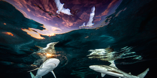 שקט, מצלמים: תמונות מדהימות מתחרות צילומים מתחת למים