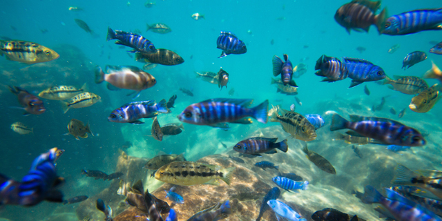 דו&quot;ח: שליש מהמינים של דגי מים מתוקים בעולם בסכנת הכחדה
