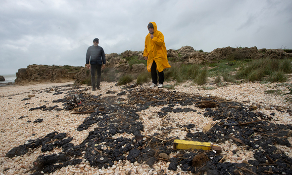 זיהום זפת בחוף דור, צילום: גיל נחושתן