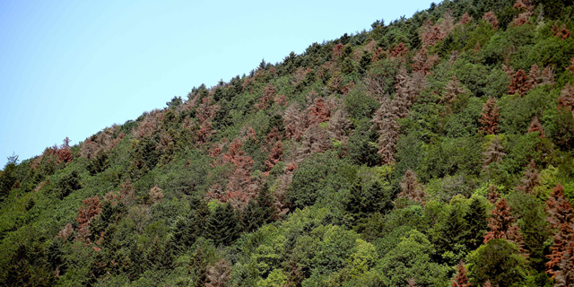 יער בצרפת שחלק מהעצים בו נפגעו מבצורת, צילום: איי אף פי
