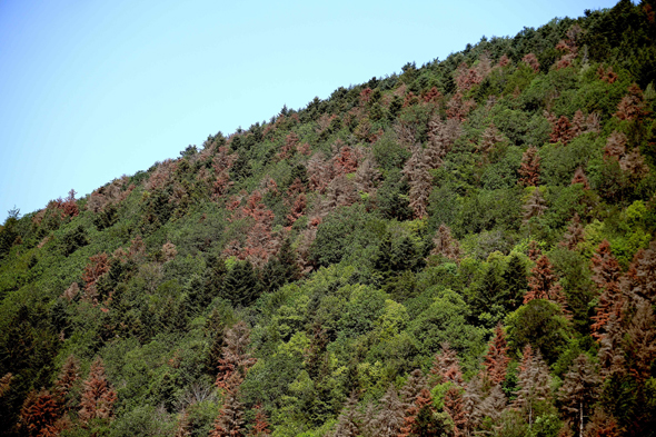יער בצרפת שחלק מהעצים בו נפגעו מבצורת