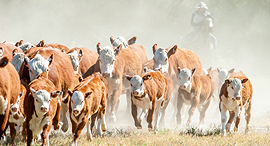 Bye bye to beef burgers? Photo: Shutterstock