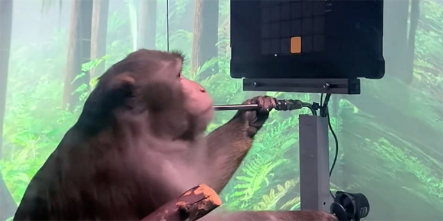 אלון מאסק מציג: קוף שמשחק במחשב - בכוח המחשבה בלבד