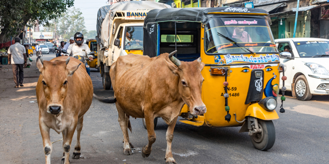 לא רק פרות: יותר ויותר חדי קרן בהודו 