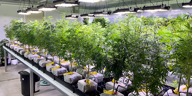 CTech Meets: An inside look at Israel’s new Cannabis farm