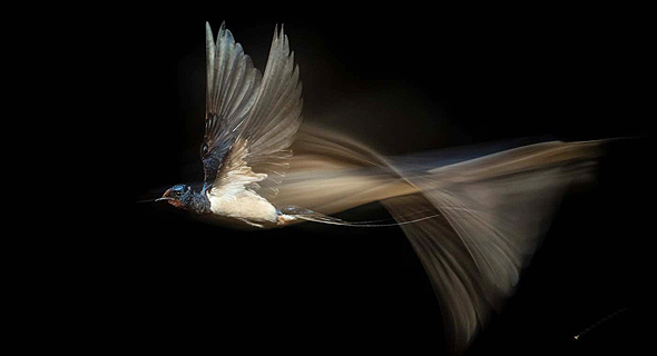 פוטו תחרות צילומי טבע ציפור, צילום: Karsten Mosebach/2021 GDT Nature Photographer of the Year