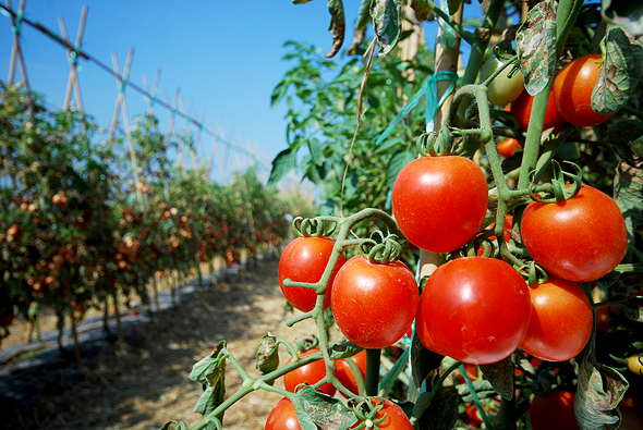 Arugga's robots provide a contactless solution for treating tomato plants (illustrative). Photo: Shutterstock