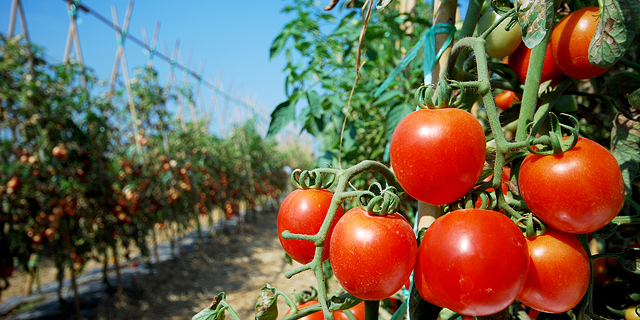 Costa Group to start deploying Arugga’s pollination robots across Australian tomato fields 