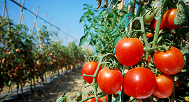Tomato plants. Photo: Shutterstock