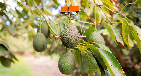 SupPlant&#39;s robotic sensor is affixed to an avocado plant. Photo: SupPlant