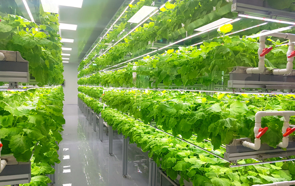 Infarm uses vertical farms to grow plants in greenhouses in city centers (illustration). Photo: Shutterstock