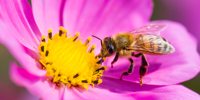 The buzz on the brightest Israeli bumblebee startups 
