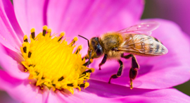 Bees. Photo: Shutterstock