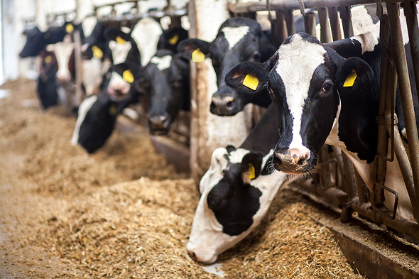 Mileutis&#39; product can be used as an antibiotic alternative to treat dairy cows on farms. Photo: Shutterstock