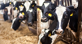 צילום: שאטרסטוק