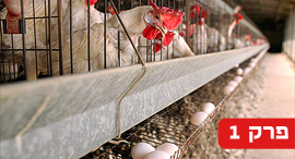 צילום: עמית שעל