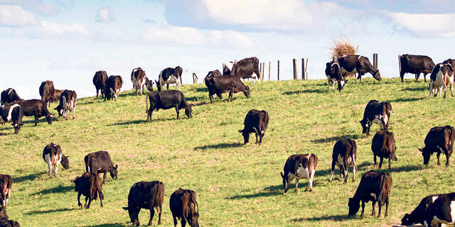 פרות בחווה בניו זילנד