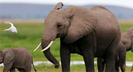 פיל פילים שנהב