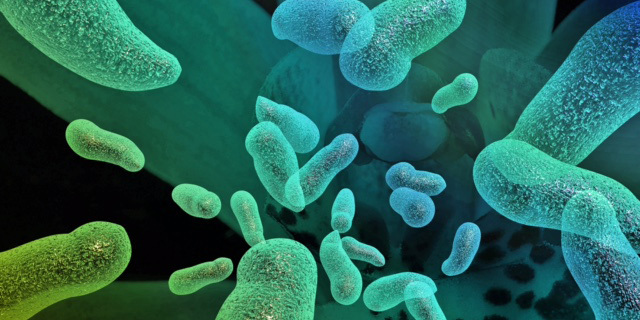 מדעי החיים בקטריות מחלות