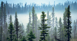 ה יער בצפון קנדה גרינפיס