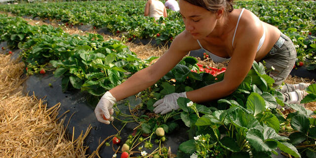 חווה ב בריטניה חקלאות תותים