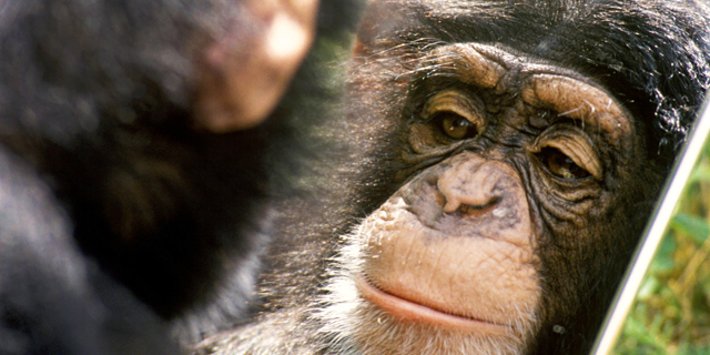 מוסף שבועי 4.1.18 שימפנזה בניסוי המראה