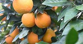 תפוז תפוזים פרי הדר