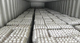 משרד החקלאות נכשל בפיקוח על מעבר עופות וביצים מהרשות 