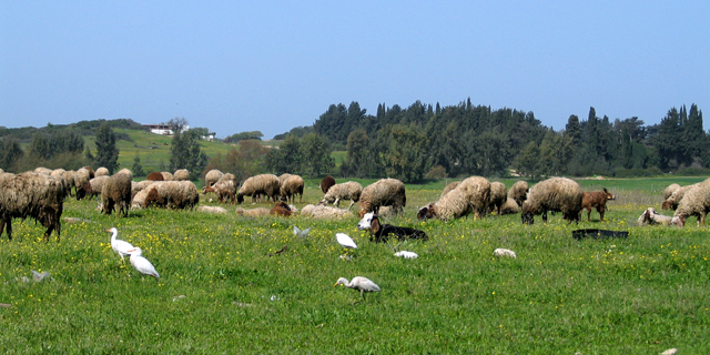 מרעה כבשים חקלאות יער חדרה
