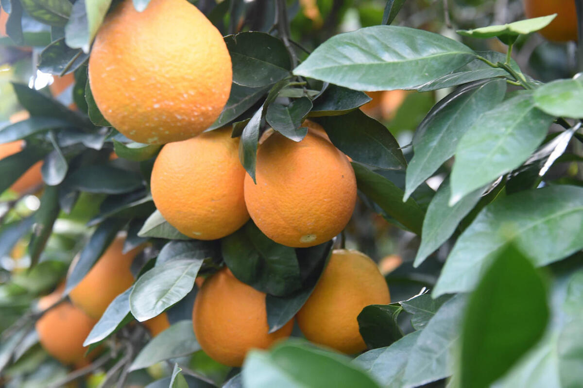 תפוזים פרדס לקראת חיסול
