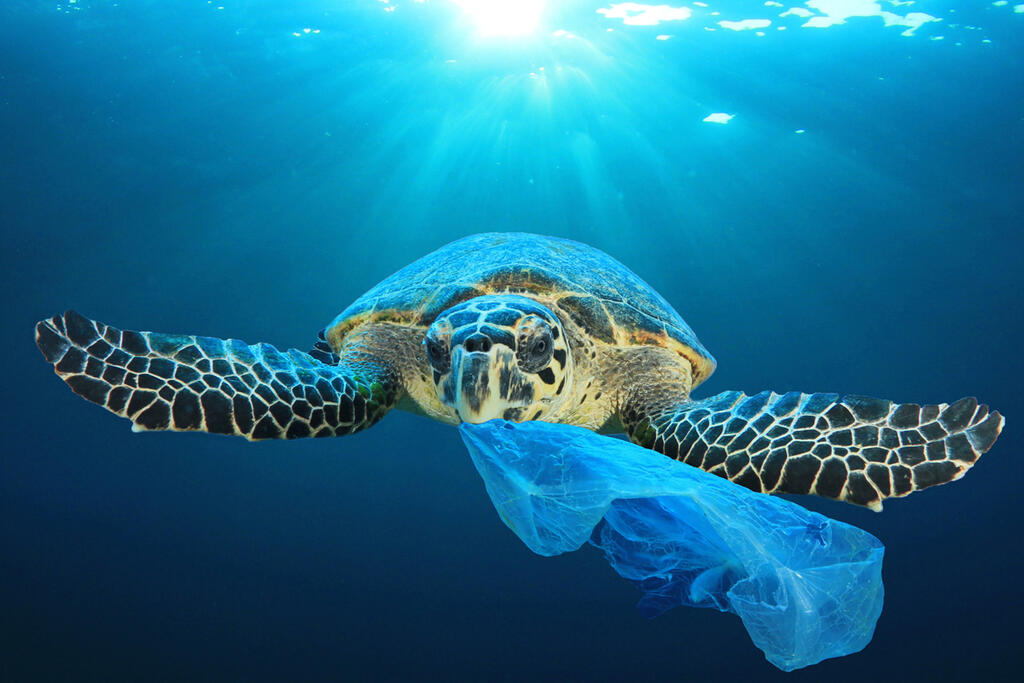 צב ים שקית פלסטיק זיהום אוקיאנוס ים מיחזור  