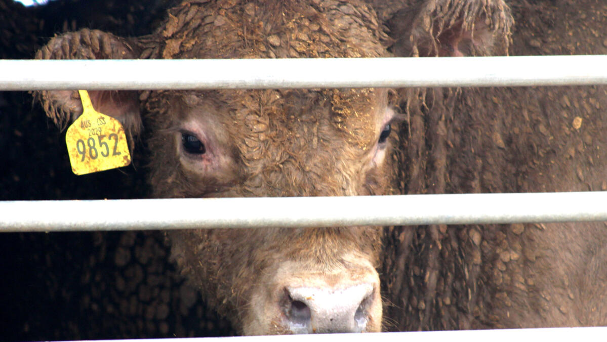 עגל לאחר ה פריקה ב ישראל
