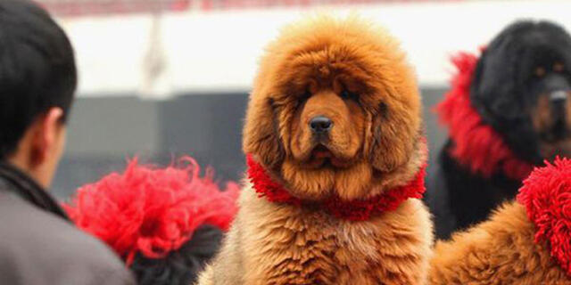 כלב מסטיף טיבטי Tibetan Mastiff כלבים יקרים