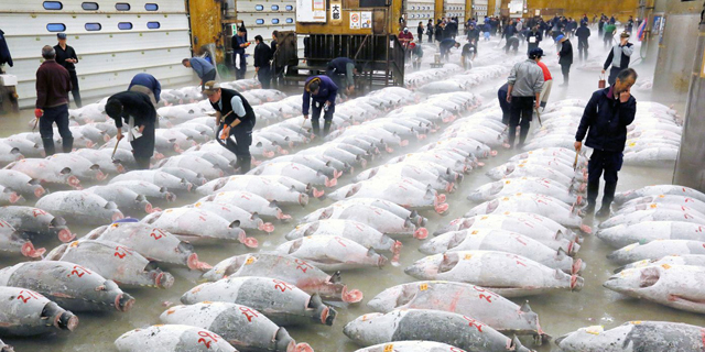 שוק הדגים צוקיג'י Tsukiji  טוקיו נסגר